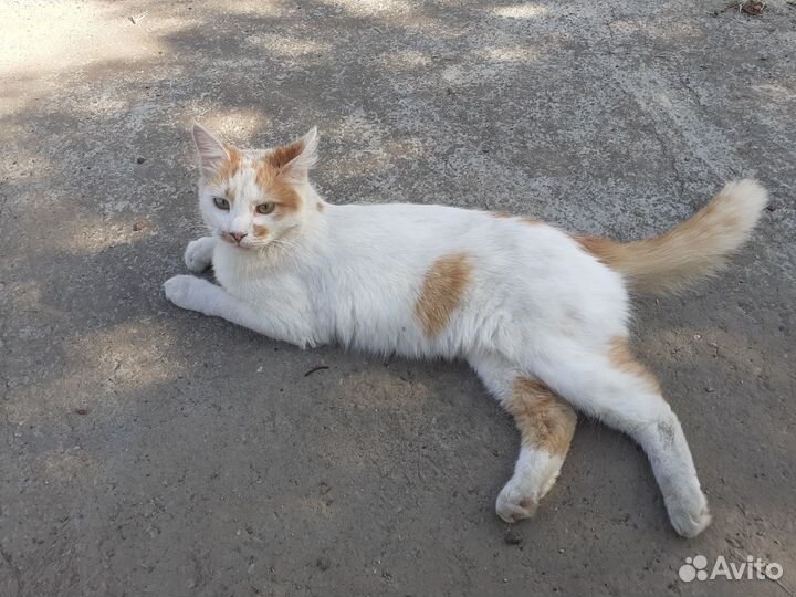 Отдаем питомцев в добрые руки