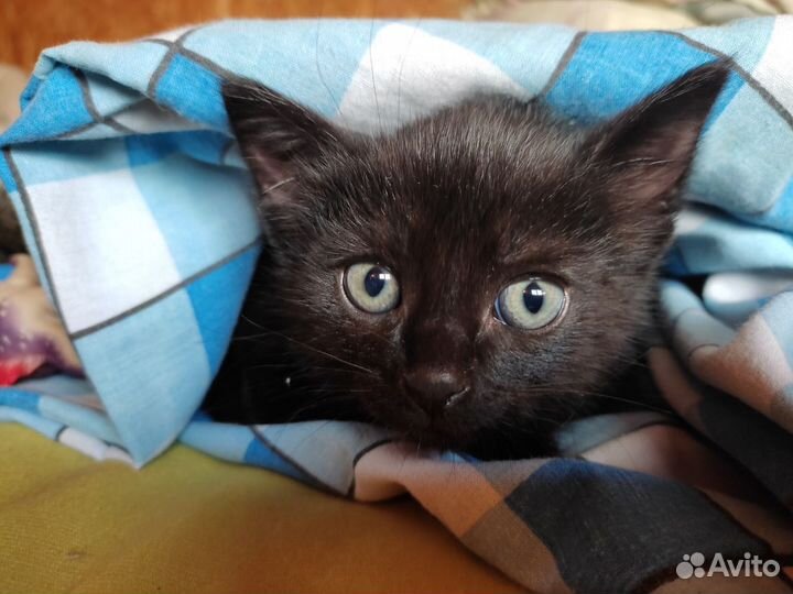 Отдам котёнка в добрые руки