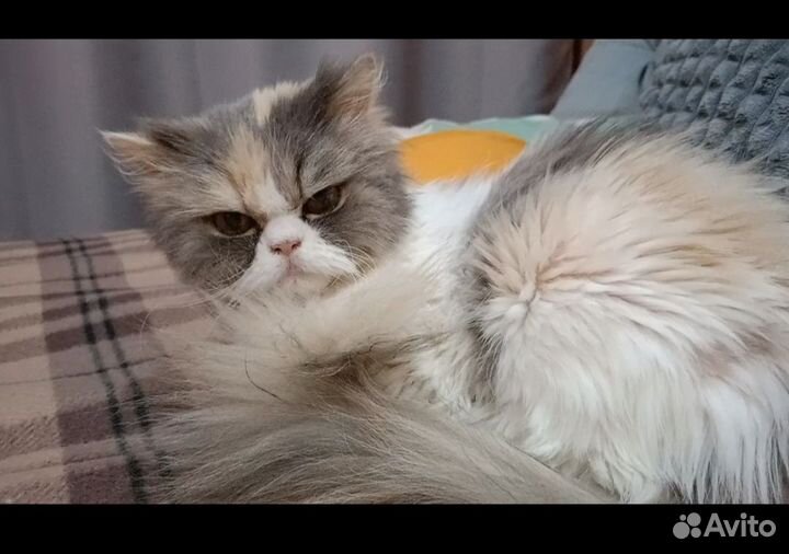 Кошке нужен дом