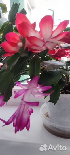 Декабрист шлюмбергера