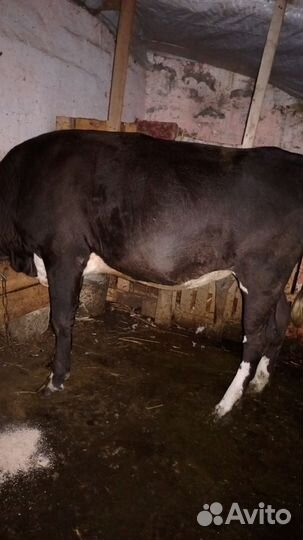 Телка 1.8 2-3 майы разма схъазыд