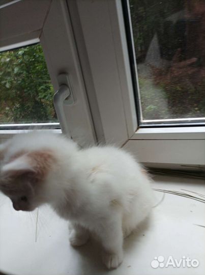 Котики бесплатно в добрые руки