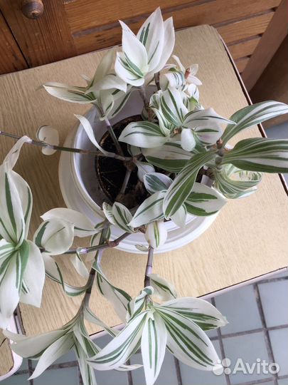 Традесканция,зебрина,сеткреазия,кислица-оксалис