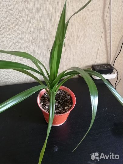 Панданус, винтовая пальма