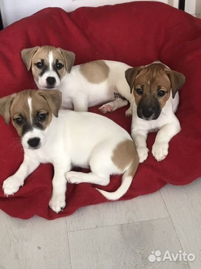 Джек рассел терьер