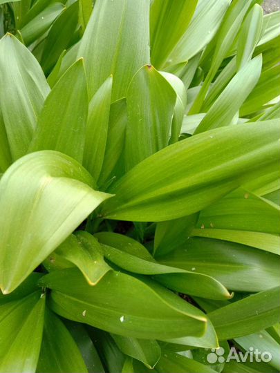 Многолетние садовые цветы