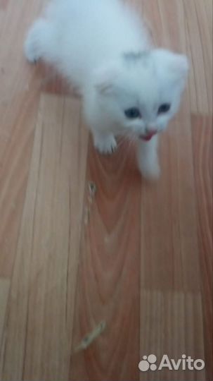 Котик в добрые руки от вислоухой кошки