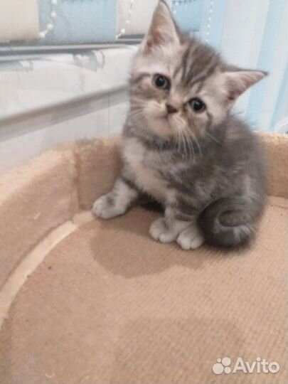 Шотландские котята
