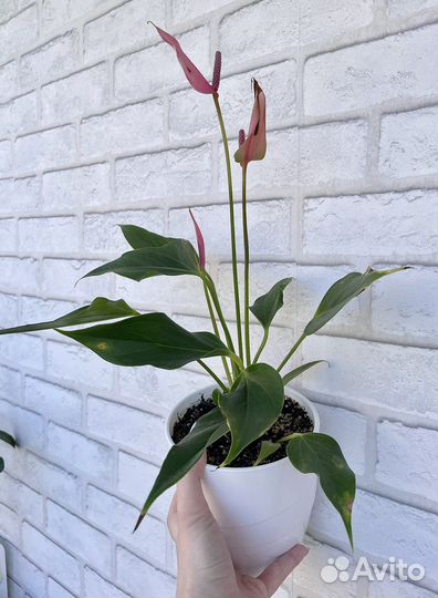 Антуриум лили
