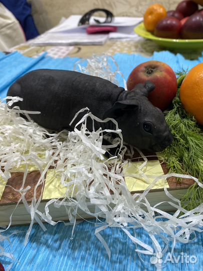 Морские свинки