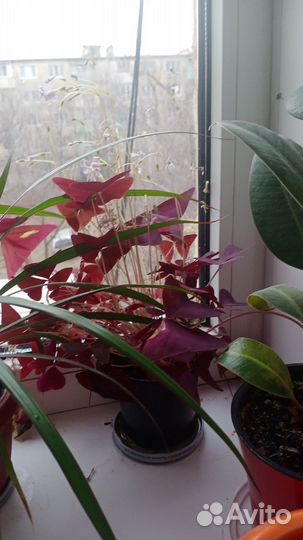 Комнатные растения