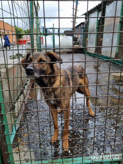 Собаки бесплатно