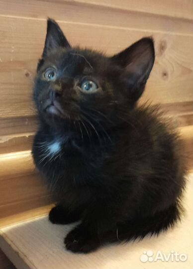 Котенок-черныш