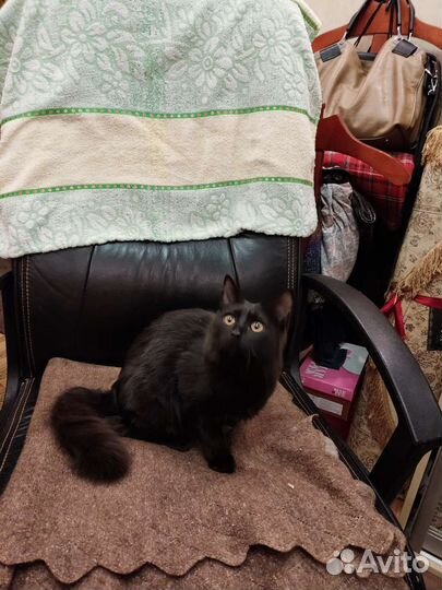 Кошка в добрые руки бесплатно