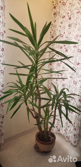 Пышная пальма юкка 1.8метра 12 лет с горшком