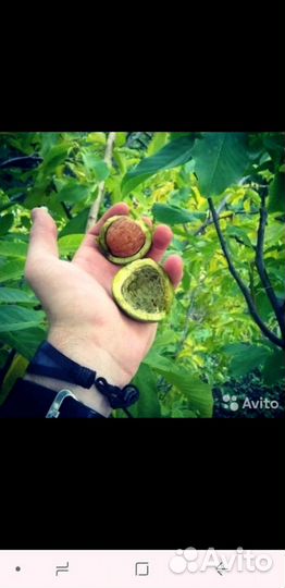 Саженцы грецкого ореха