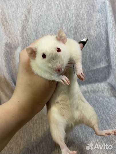 Крыса дамбо с клеткой