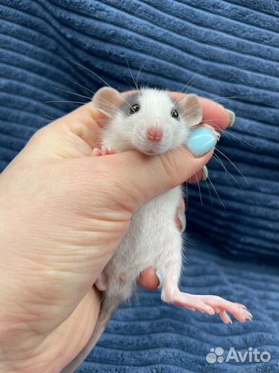 Крысята дамбо, рекс, домашние малыши