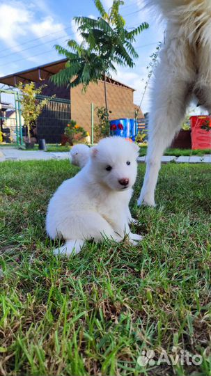 Щенки Самоеда