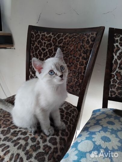 Котенок девочка в Добрые руки