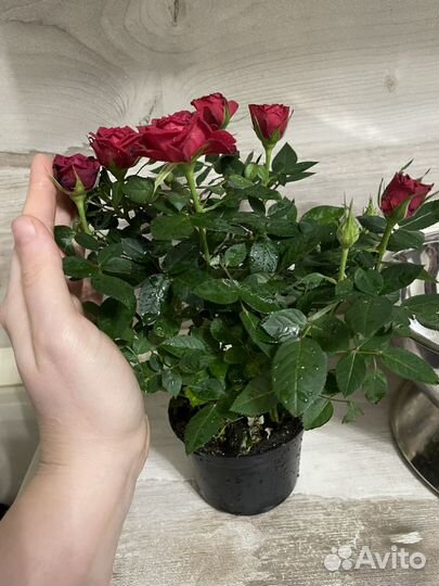 Роза карликовая кустовая (домашняя)