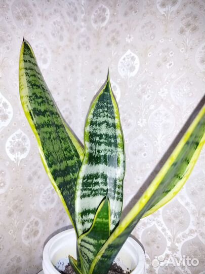 Сансевиерия лауренти компакта
