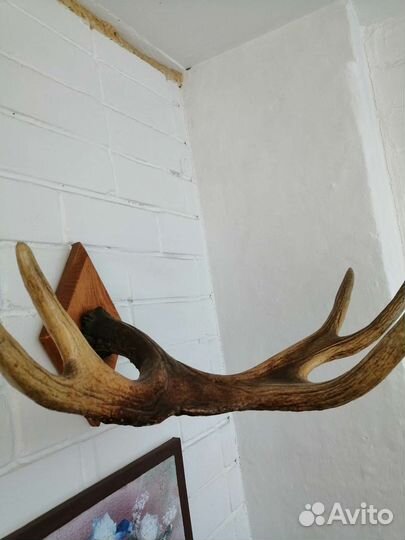 Рога лося