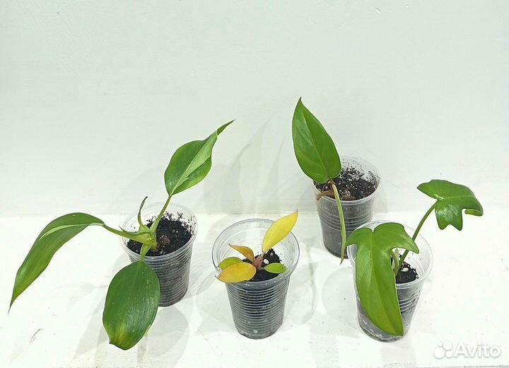 Филодендроны сортовые