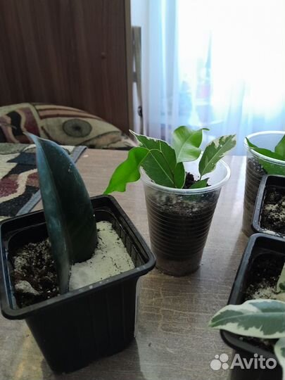 Фикус бенджамина и помидоры балконные