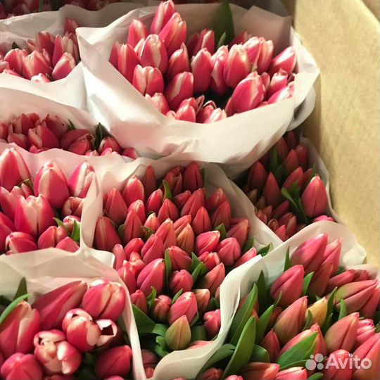 Тюльпаны к 8 марта 7 9 15 35