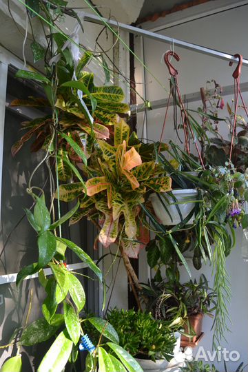 Фикус Барок, Бендж, Адениум Кротон пестрый, Бугенв