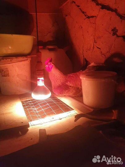 Мясо домашней птицы