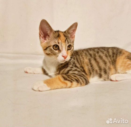 Котëнок. Триша. 3 месяца