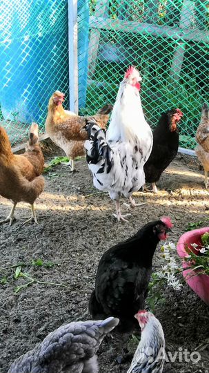 Продам Петю