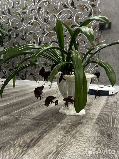 Комнатные цветы (взрослые)