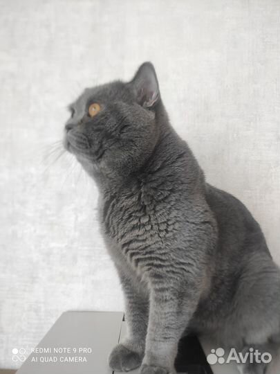 Британский кот для вязки