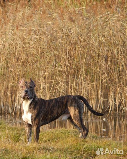 Щенки питбуля