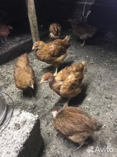 Цыплята