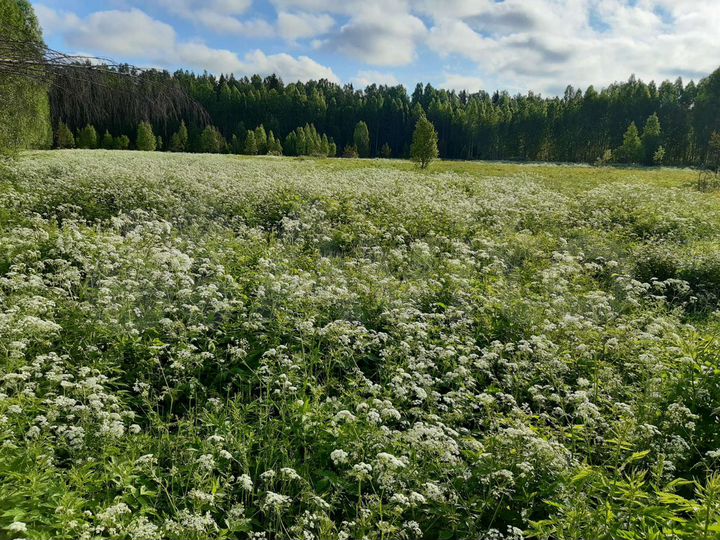 Участок 2,5 га (СНТ, ДНП)