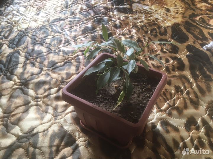 Фикус бенджамина