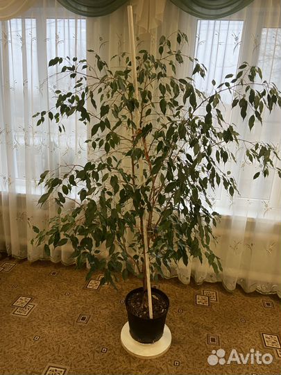 Фикус бенджамина большой