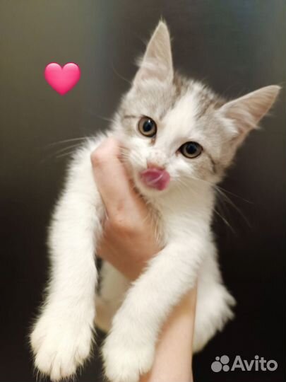 Котята домашние