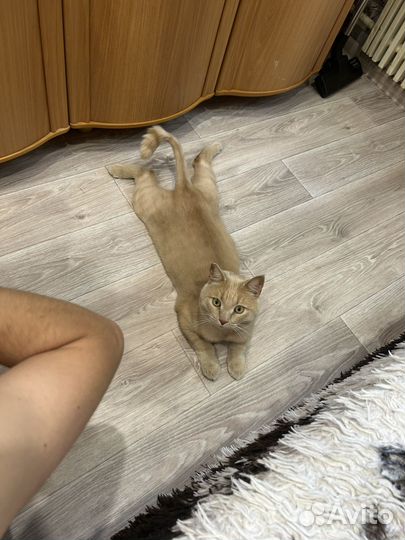 Котята мейн-кун смешанный