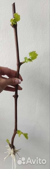Пророщенные саженцы винограда сорт 