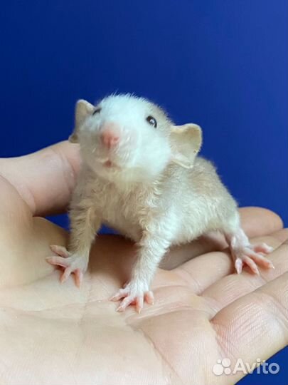 Крысята плюшевые малыши