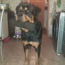 Ротвейлер, щенок