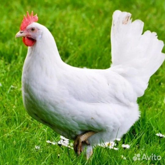 Куры несушки