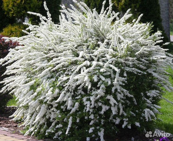 Спирея Декоративный кустарник