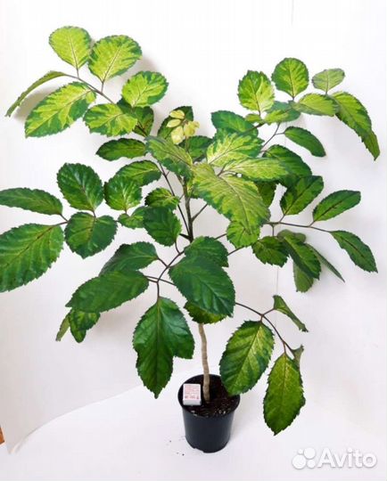 Сукуленты филодендроны сингониумы монстеры