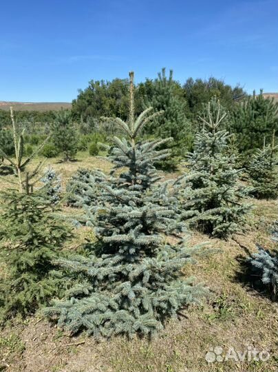 Ель голубая глаука
